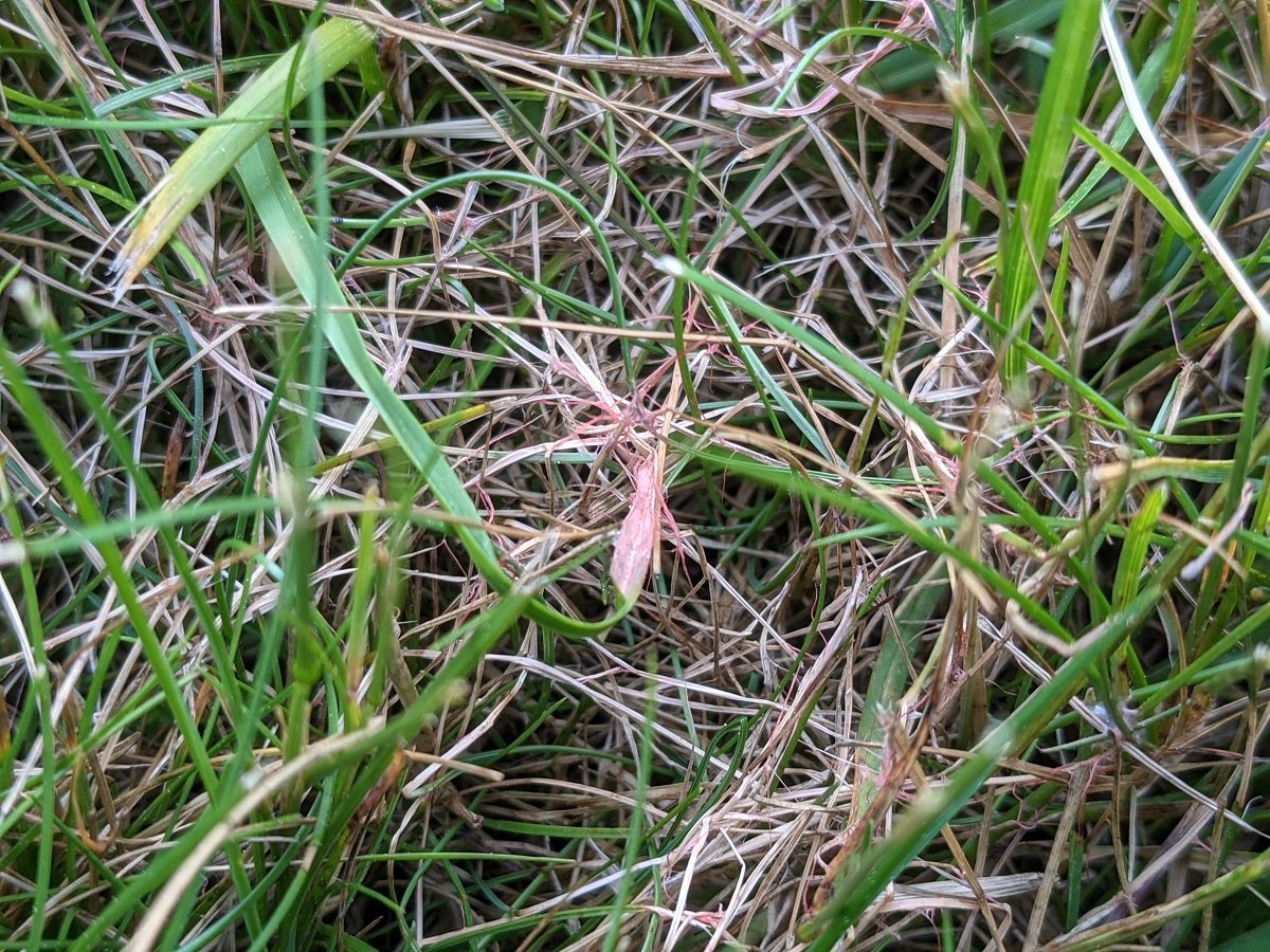 How To Identify And Treat Red Thread Lawn Disease